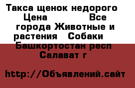 Такса щенок недорого › Цена ­ 15 000 - Все города Животные и растения » Собаки   . Башкортостан респ.,Салават г.